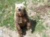 Un orso bruno al parco nazionale dell\'Orecchiella